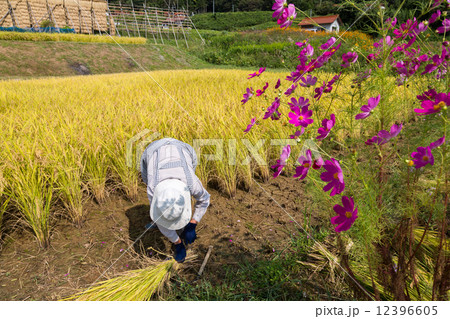 稲刈りをする女性 12396605