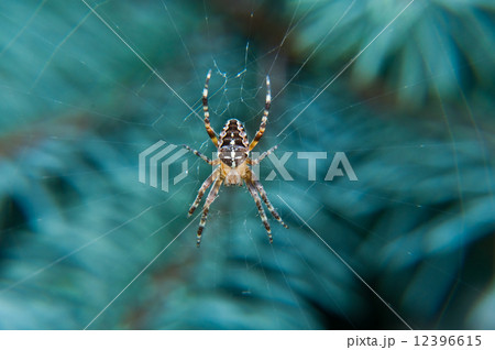 spider on net hanging on the branch 12396615