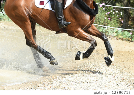 馬術の競技 馬術の競技 12396712