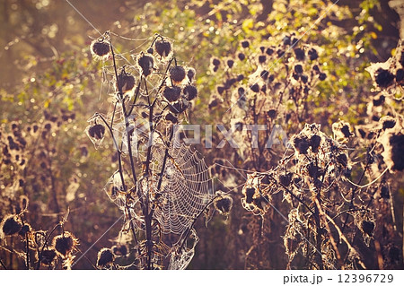 Thistle with cobweb Thistle with cobweb 12396729