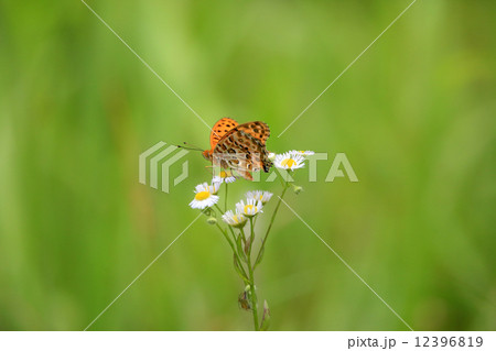 ツマグロヒョウモン 12396819