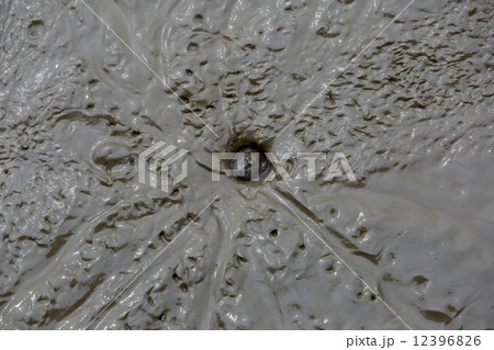 ムツゴロウ 12396826