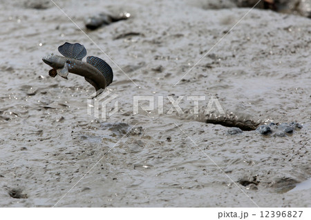 ムツゴロウ 12396827