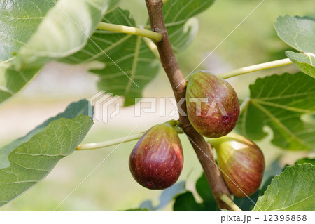 いちじくの木 いちじくの木 12396868