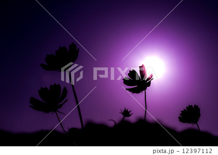 秋桜 12397112