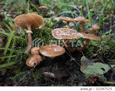 ナラタケ 12397525