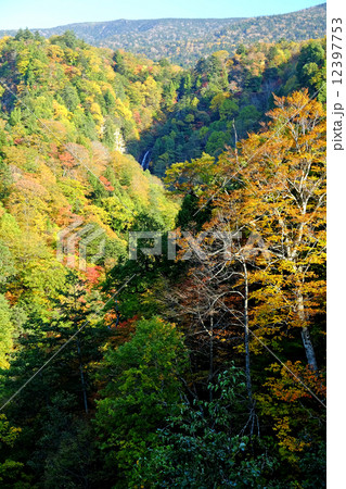 黒滝 黒滝 12397753