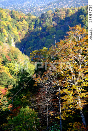 紅葉 紅葉 12397754