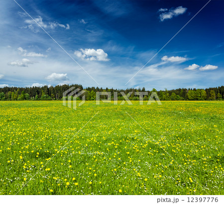 Summer meadow Summer meadow 12397776