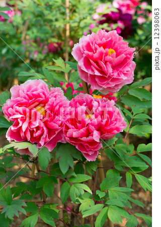 ボタン ボタン 12398063