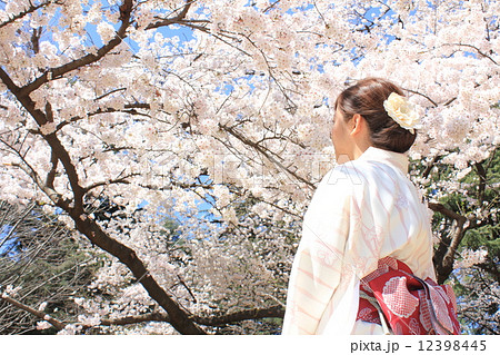 お花見をする和服女性の写真素材