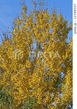 Autumn aspen 12398507