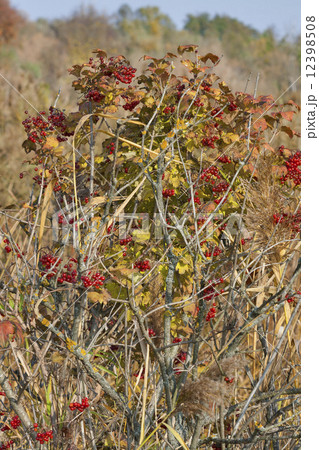 autumn viburnum 12398508