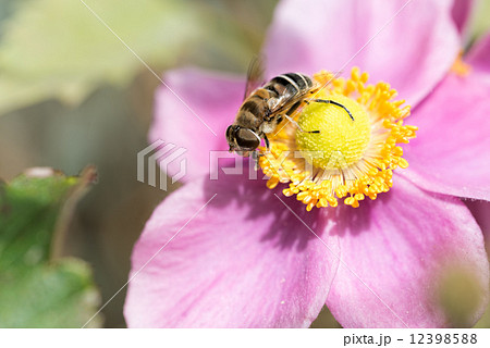 ハナアブと秋明菊 ハナアブと秋明菊 12398588