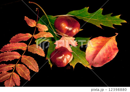 autumn still life 12398880
