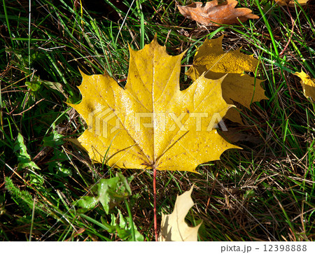 yellow leaf yellow leaf 12398888