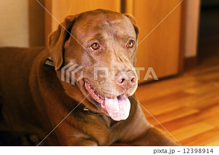 brown Labrador Retriever 12398914