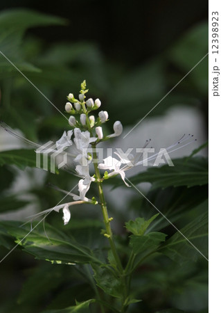 ネコノヒゲ ネコノヒゲ 12398923