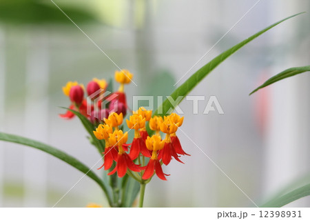 トウワタ 12398931