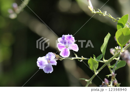 デュランタ・レペンス・タカラヅカ 12398940