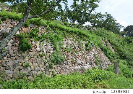 鳥取城　本丸石垣 12398982