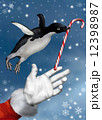 Christmas Penguin 12398987