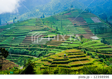 Rice fields step Rice fields step 12398996