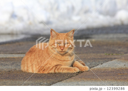 雪が積もってる前で座りながらカメラ目線の茶トラ猫 12399286