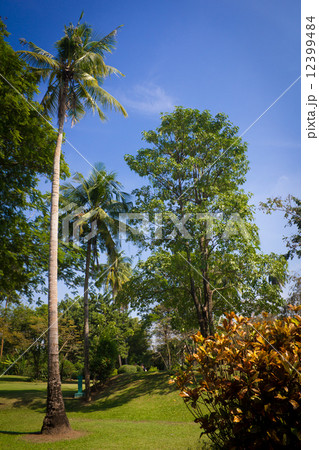 Tropical garden 12399484