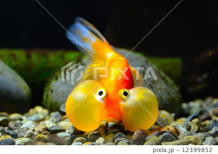 スイホウガン 12399852