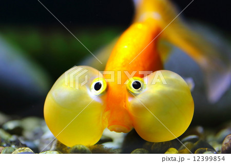 スイホウガン 12399854