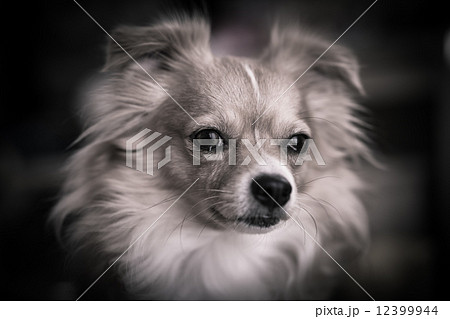 チワワのポートレート 12399944