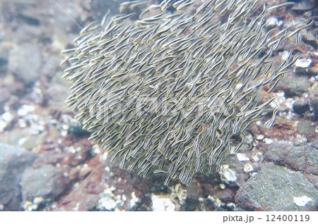 ゴンズイ玉 12400119