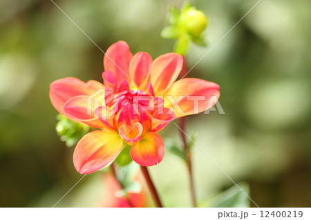 ダリアの花 ダリアの花 12400219