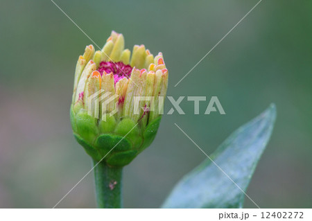 Zinnia elegans in field Zinnia elegans in field 12402272