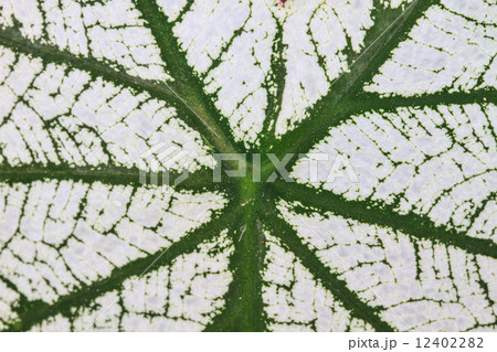 Close up.water drop on caladium leaves 12402282