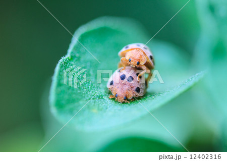 ladybird on green leaf 12402316