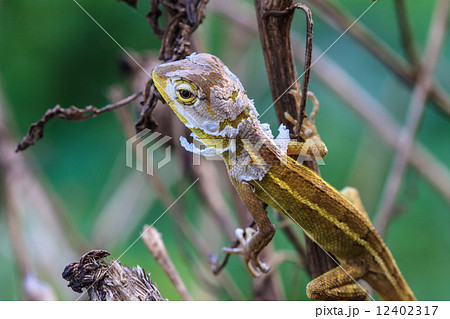 Lizard  changing skin resting on wood horizontal 12402317