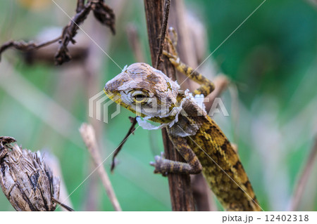 Lizard  changing skin resting on wood horizontal 12402318