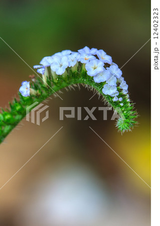 Heliotropium indicum flower 12402323