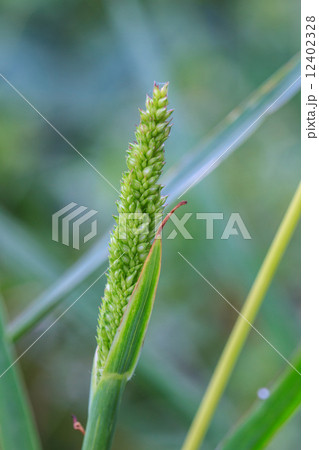 reeds of grass 12402328