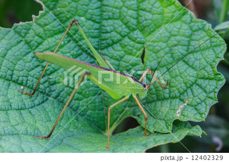 Grasshopper perching on a leaf 12402329