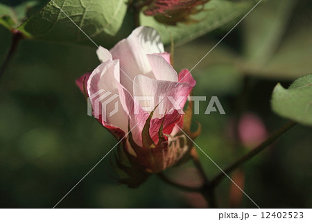 自然 植物 ワタ 西洋綿の花は咲き始めが白で翌日くらいにはピンク色になるそうですの写真素材