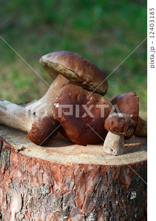 Mushrooms On Log Mushrooms On Log 12403185