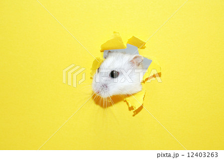 Hamster Appearance 12403263