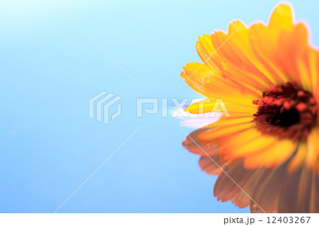 Flower In Water 12403267