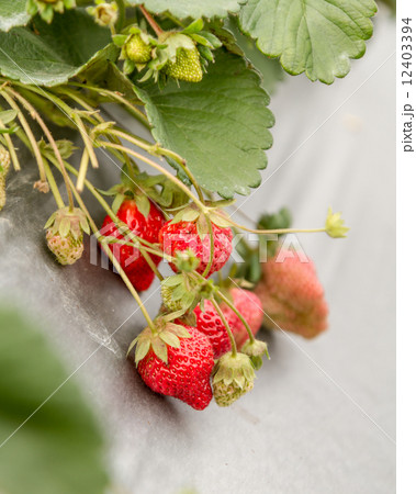 Strawberry Farm with rows of plants with silver film 12403394