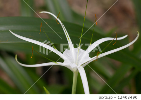 White rubiaceae White rubiaceae 12403490
