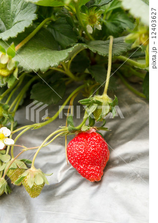Strawberries on bush with silver film Strawberries on bush with silver film 12403627