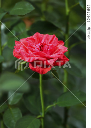 レッドインテューション(バラ) レッドインテューション(バラ) 12405692